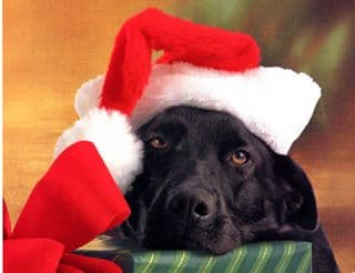 Have a Labrador Christmas! - Warehouse Rack and Shelf