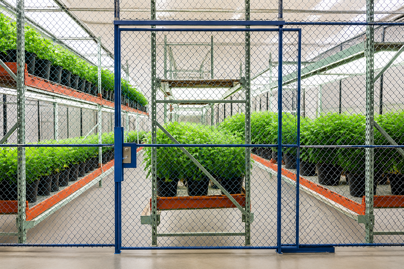 Medical Marijuana Cannibis Cages Medical Marijuana Cannibis Cages