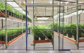 Medical Marijuana Cannabis DEA Cage